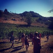 students walk through rows of grapevines in a vineyard